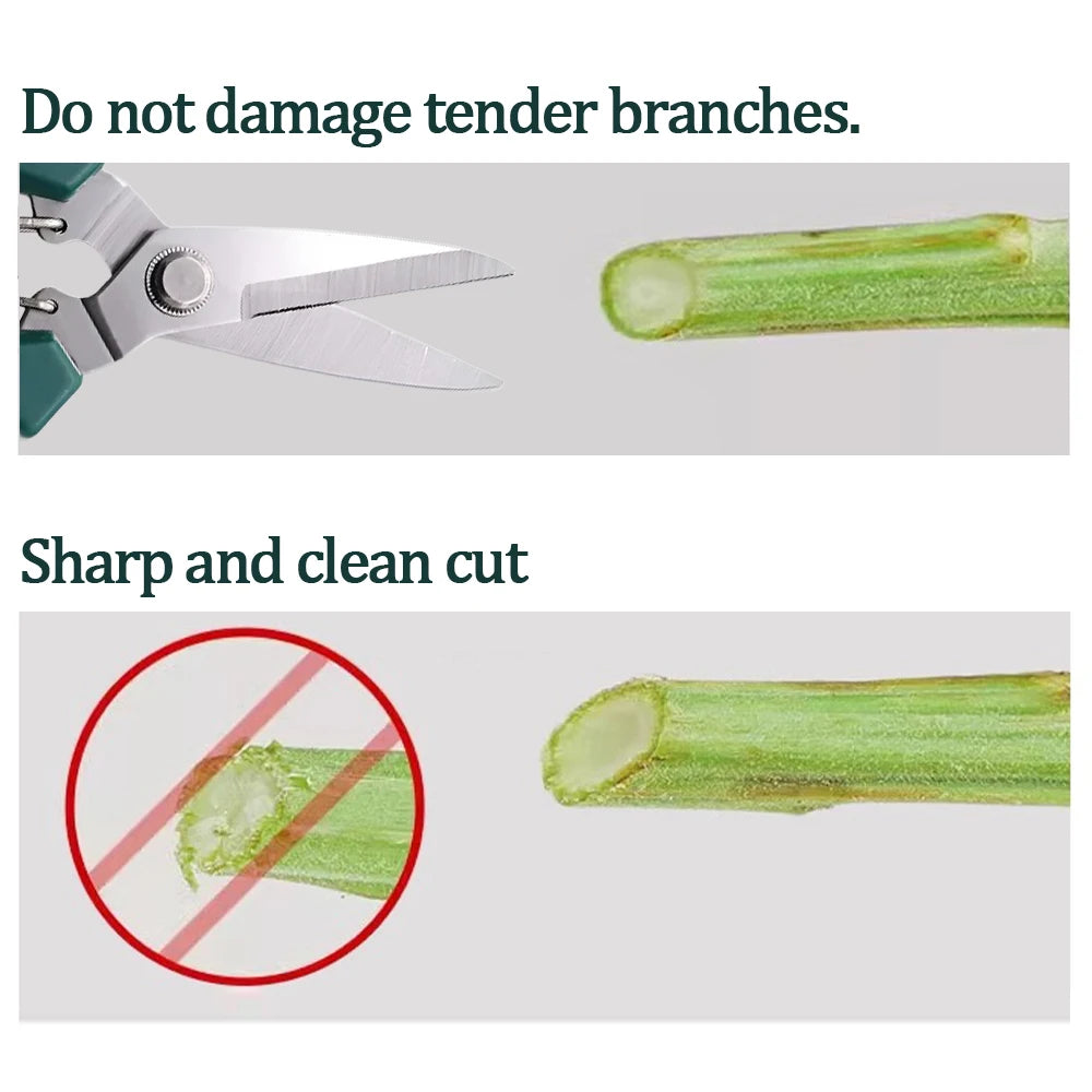 مقارنة توضح قصّة نظيفة للساق دون سحق | Comparison showing a clean cut to the stem without crushing it