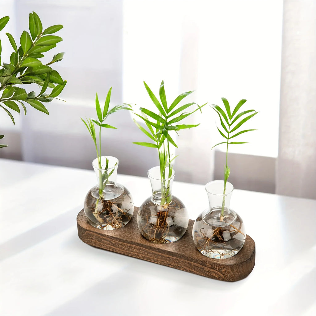 محطة الإكثار الزجاجية بثلاثة أوعية وعقل متجذّرة على طاولة | Three-vase glass propagation station with rooted cuttings on a table