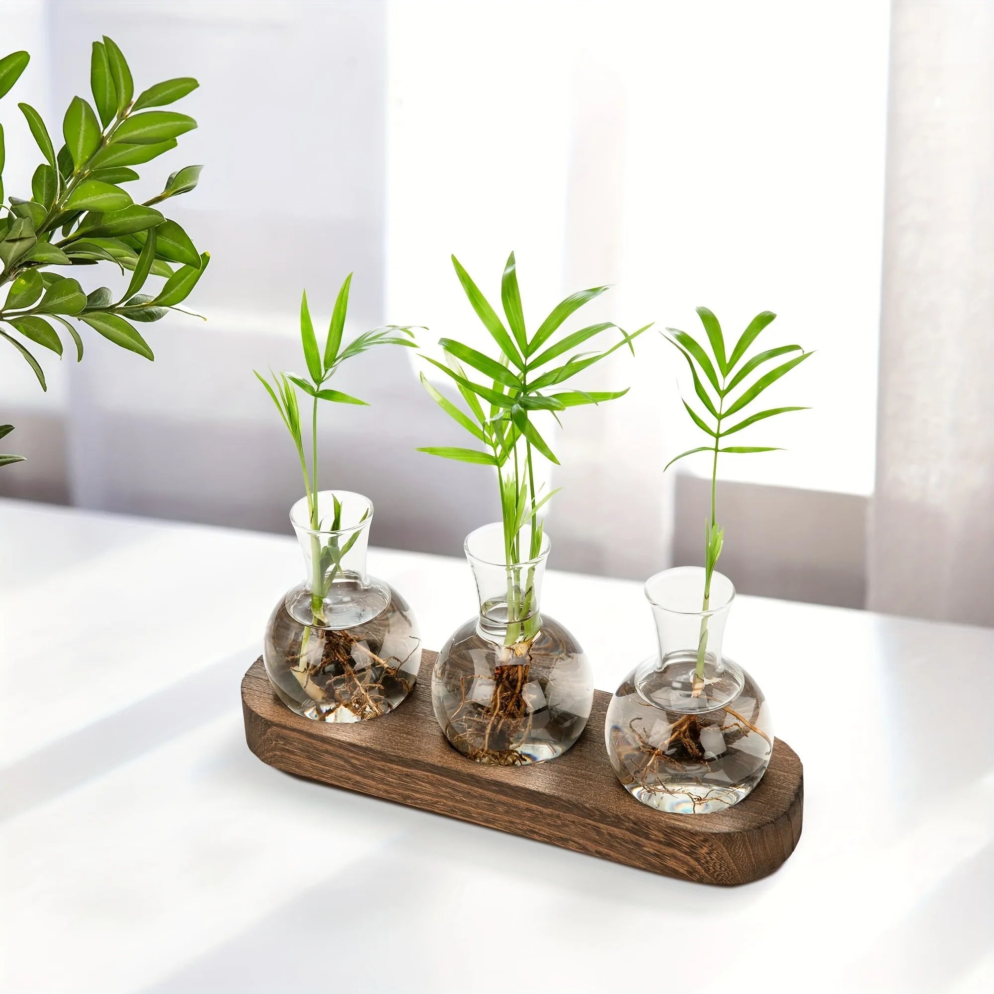 محطة الإكثار الزجاجية بثلاثة أوعية وعقل متجذّرة على طاولة | Three-vase glass propagation station with rooted cuttings on a table