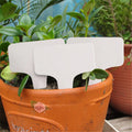 بطاقة تعريف نباتات بيضاء على شكل T مغروزة في أصيص فخاري | A white T-shaped plant label pushed into a terracotta pot