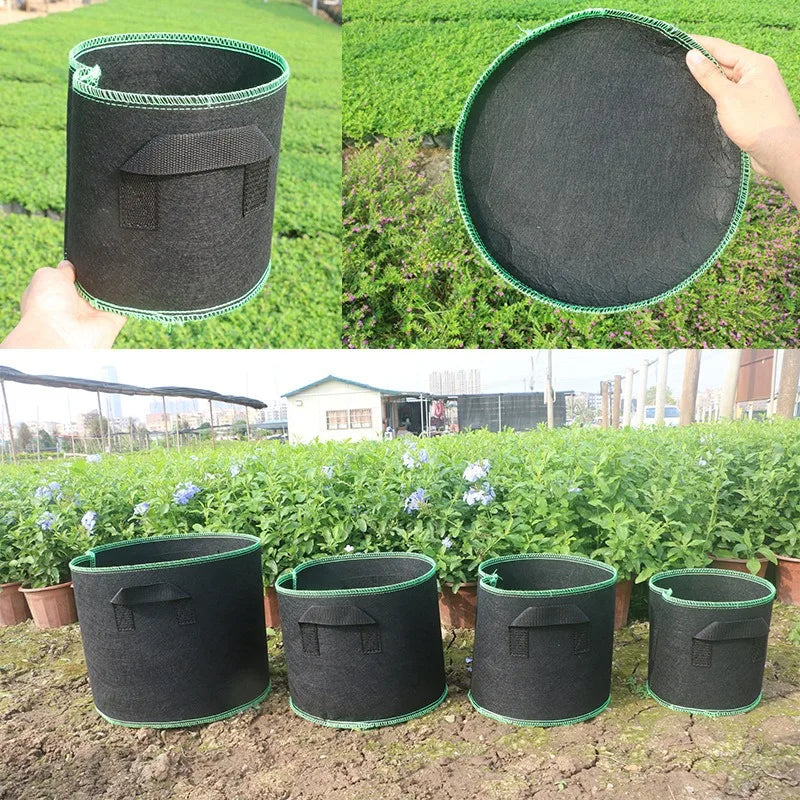 أكياس زراعة قماشية مصطفة في مشتل | Fabric grow bags lined up in a nursery