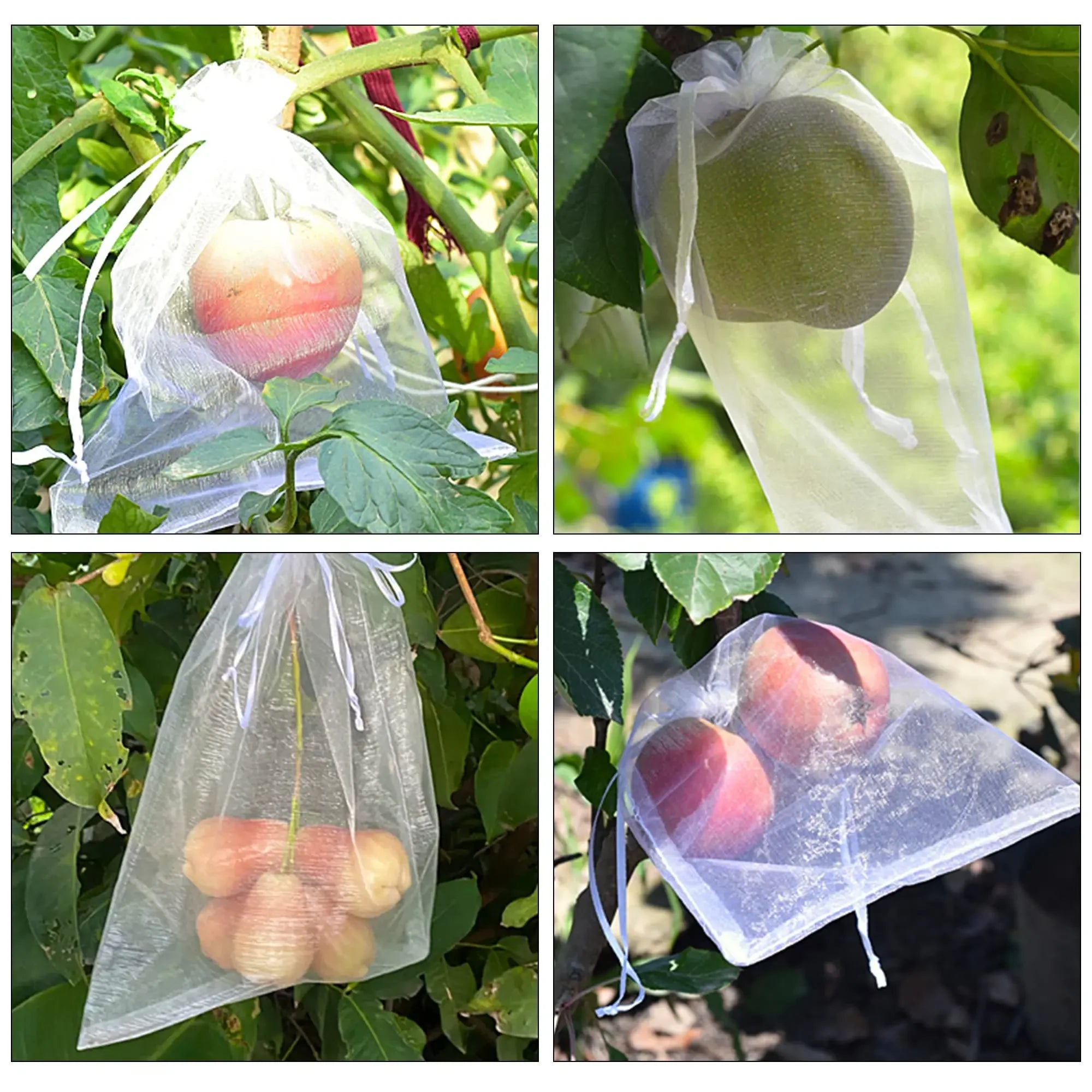 الكيس الشبكي الأبيض مركّب على ثمار الطماطم والجوافة والخوخ على الشجرة | White mesh bag fitted over tomato, guava and peach fruit on the plant