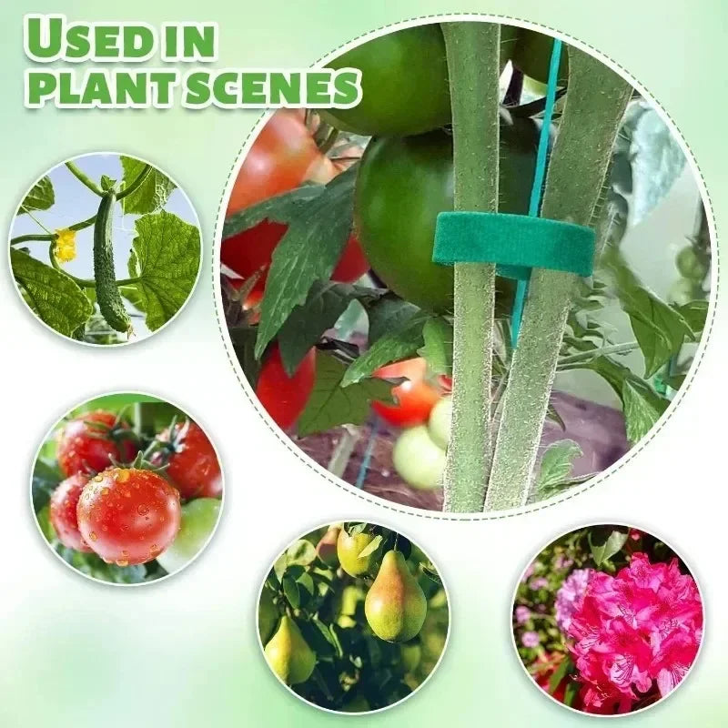 أمثلة لاستخدام شريط الربط مع الطماطم والنباتات المتسلقة | Examples of the tie tape used on tomatoes and climbing plants