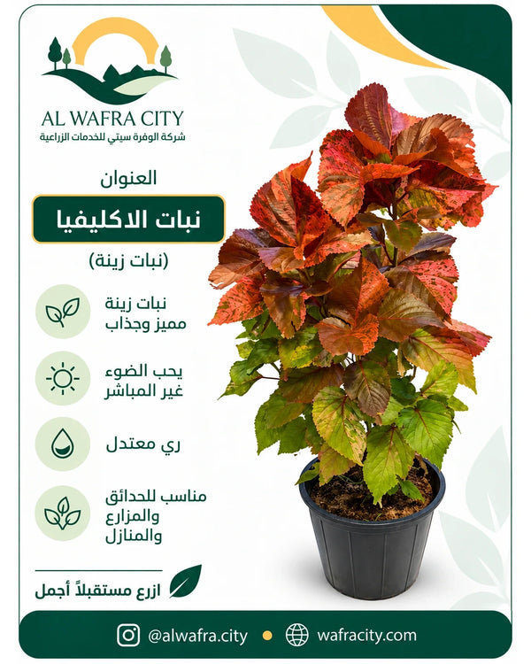 Acalypha (Acalypha wilkesiana)