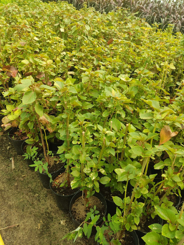 Acalypha (Acalypha wilkesiana)