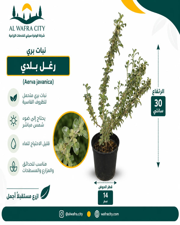 رغل بلدي