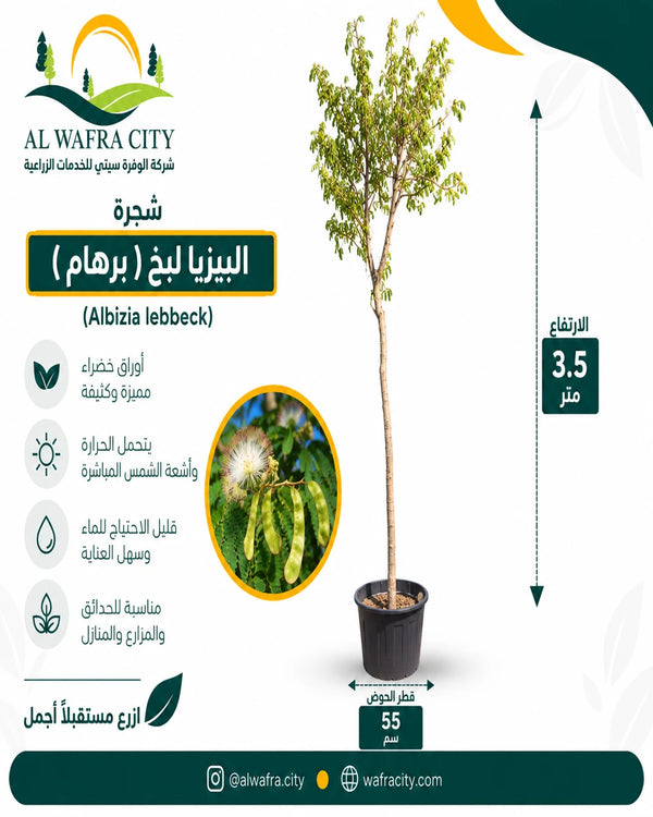 البيزيا لبخ (برهام)