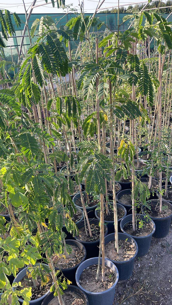Lebbek (Albizia lebbeck)