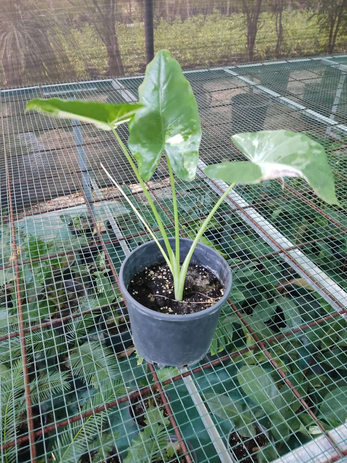 Alocasia Elephant Ear