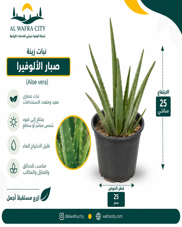 صبار الوفيرا