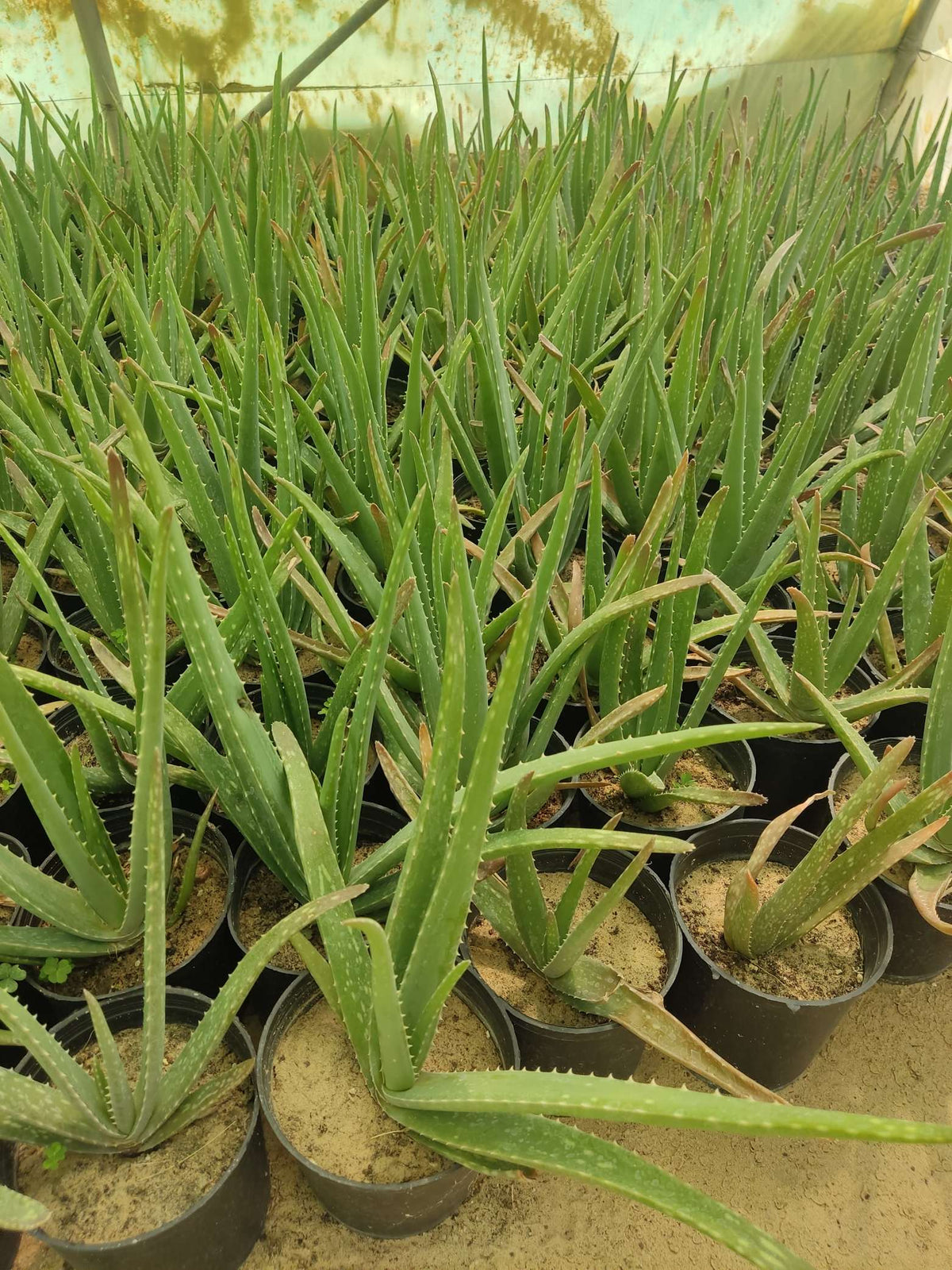 Aloe Vera