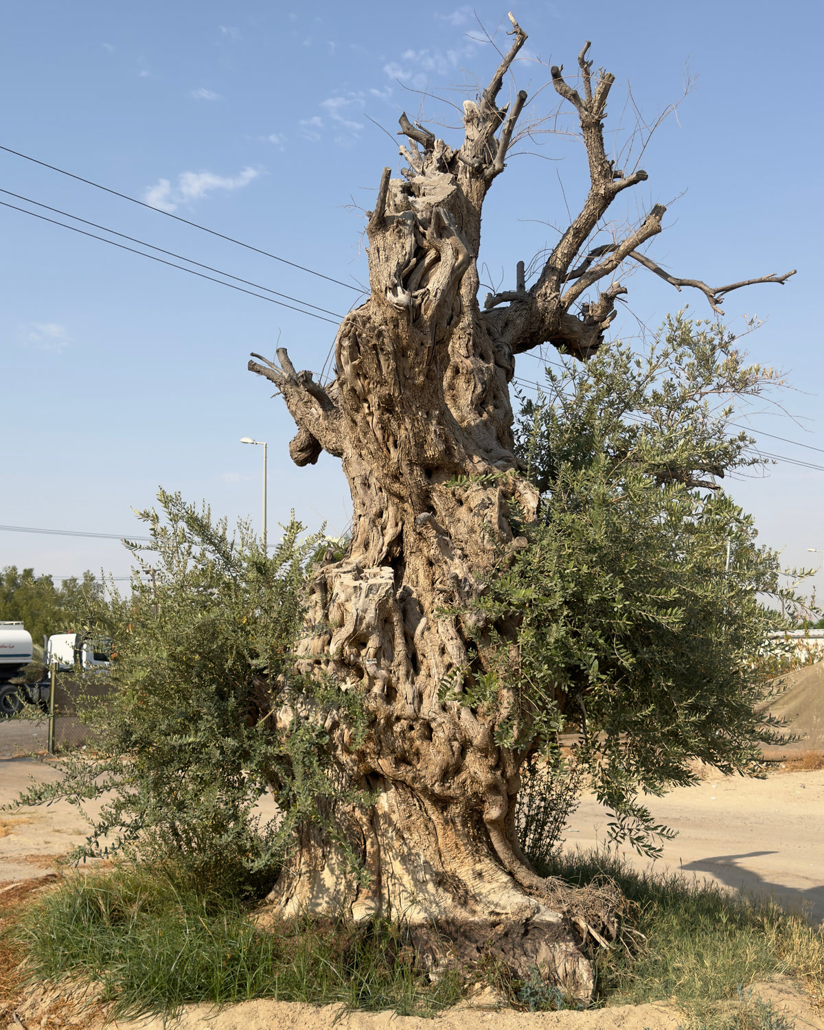 زيتونة معمّرة