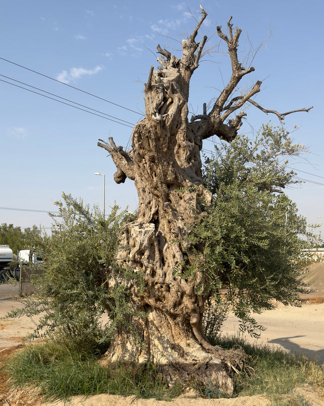 Ancient Olive Tree