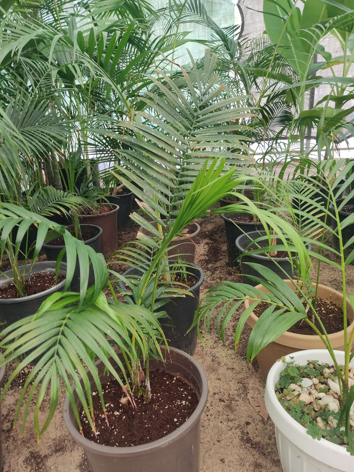 Areca Palm