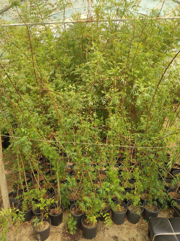 Neem (Azadirachta indica)