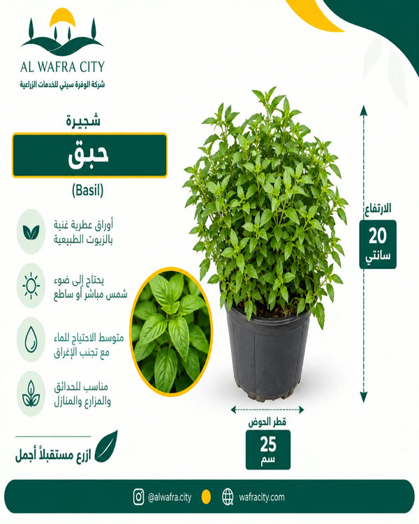 الريحان