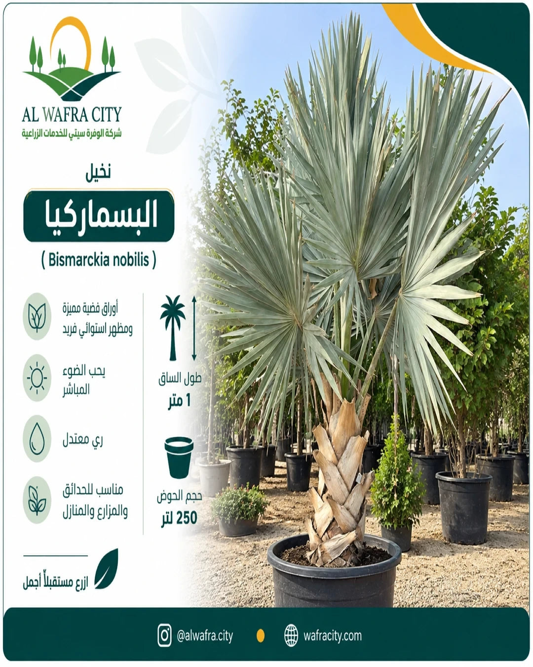 نخيل البسماركيا