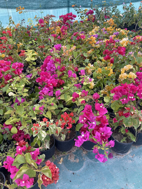 Climbing Bougainvillea