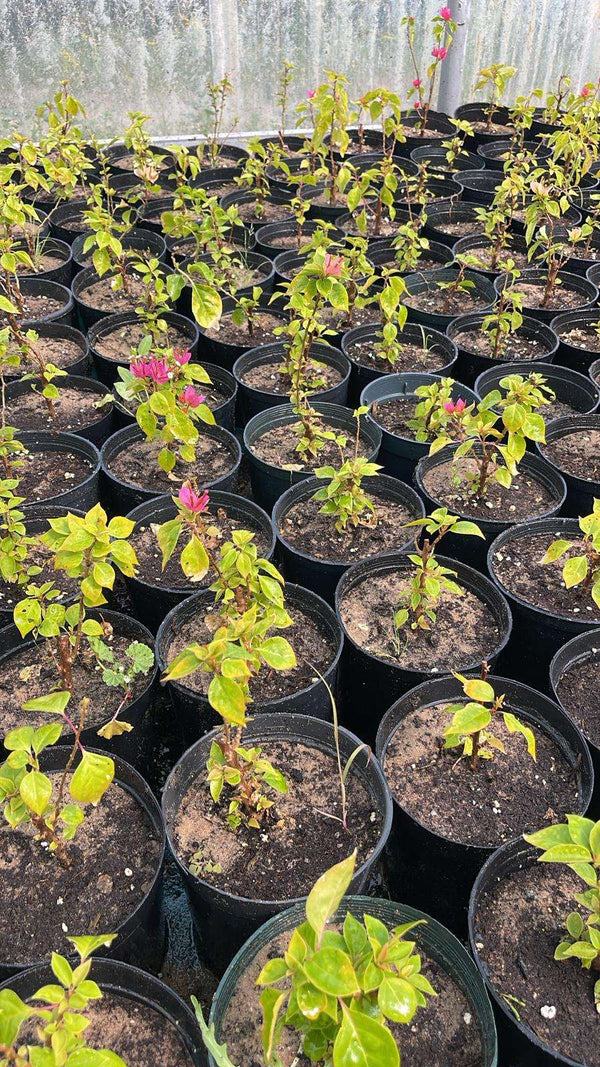 Dwarf Bougainvillea