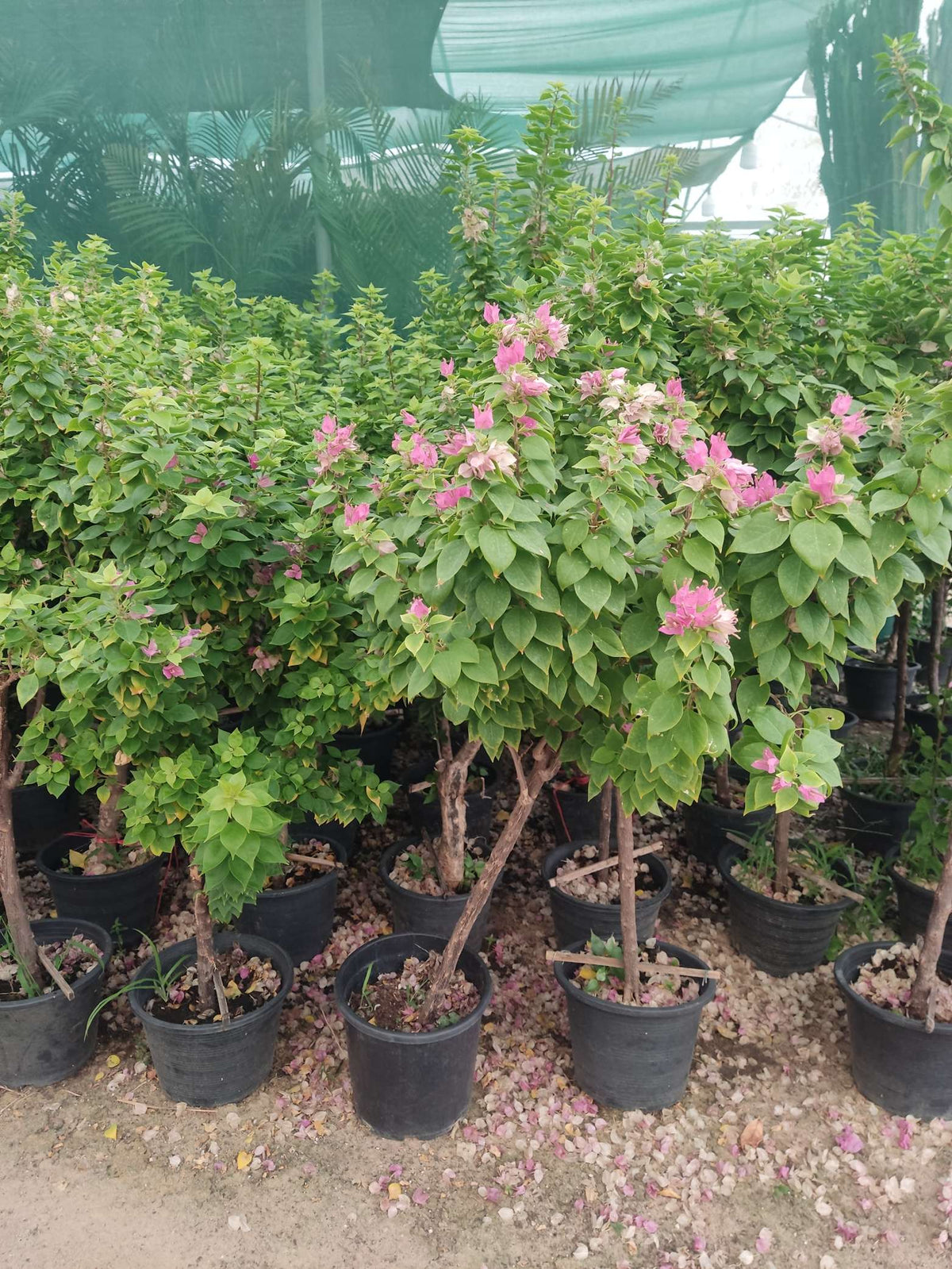 Thai Bougainvillea