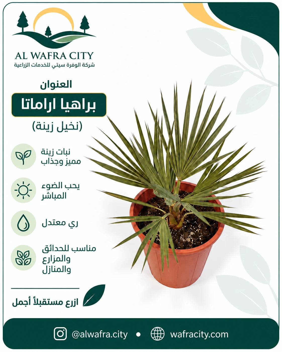 نخيل براهيا ارماتا