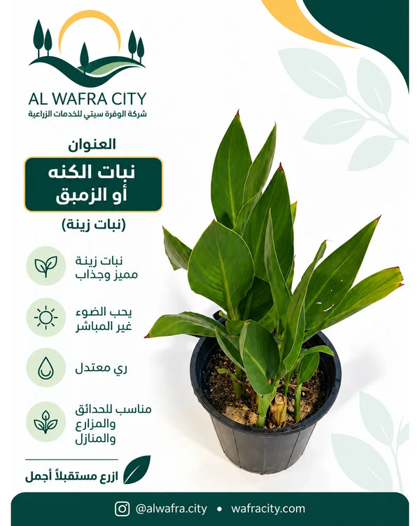 الكنا الهندية (الزمبق)
