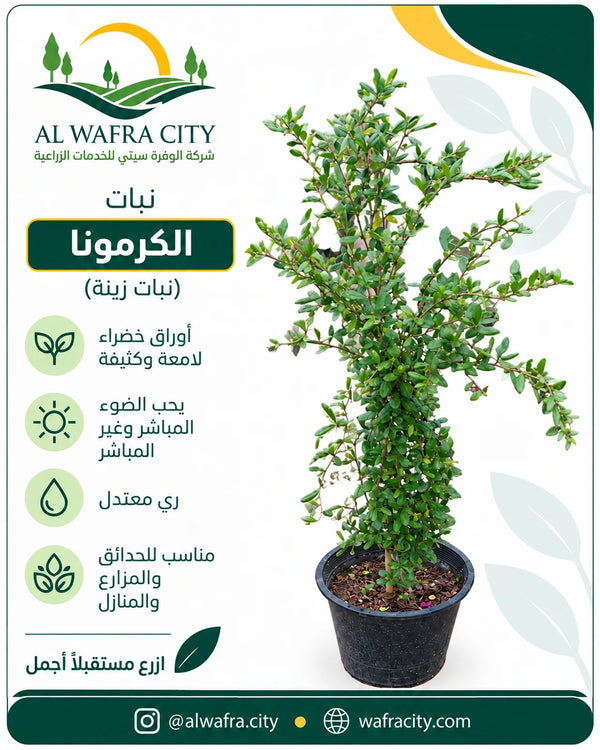 كارمونا
