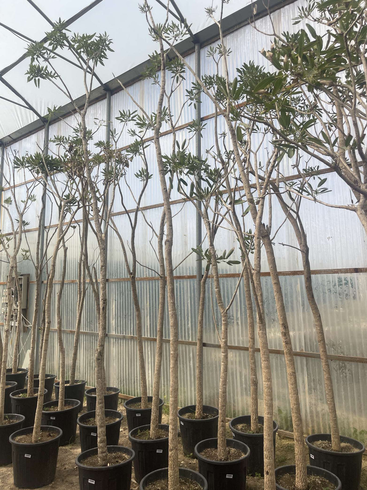 Tabebuia argentea