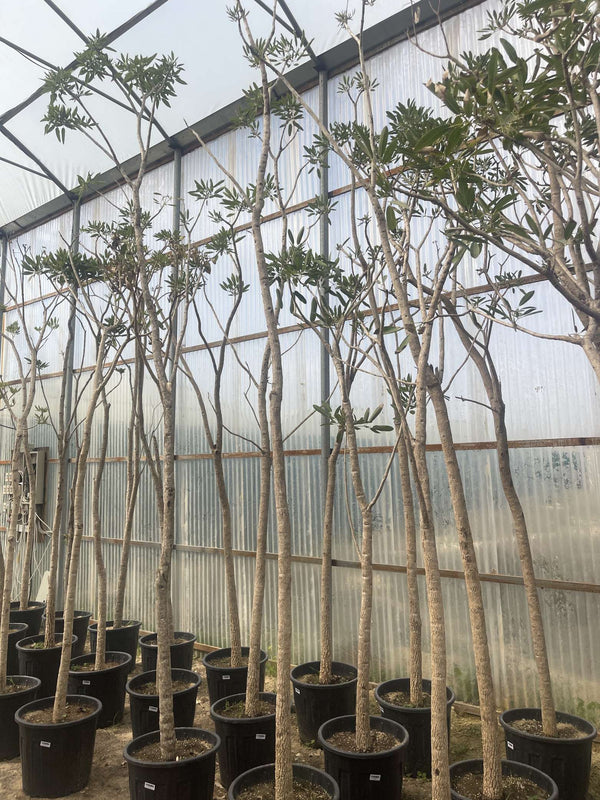 Tabebuia argentea