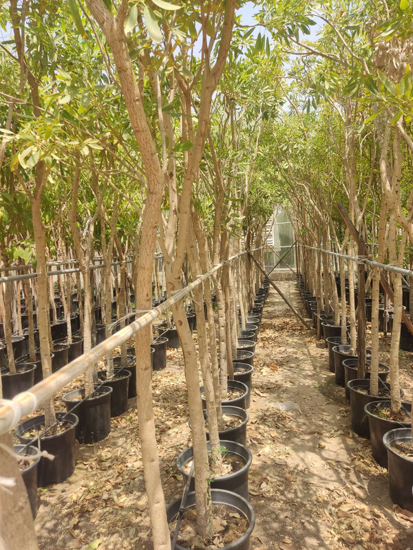 Tabebuia — Gold