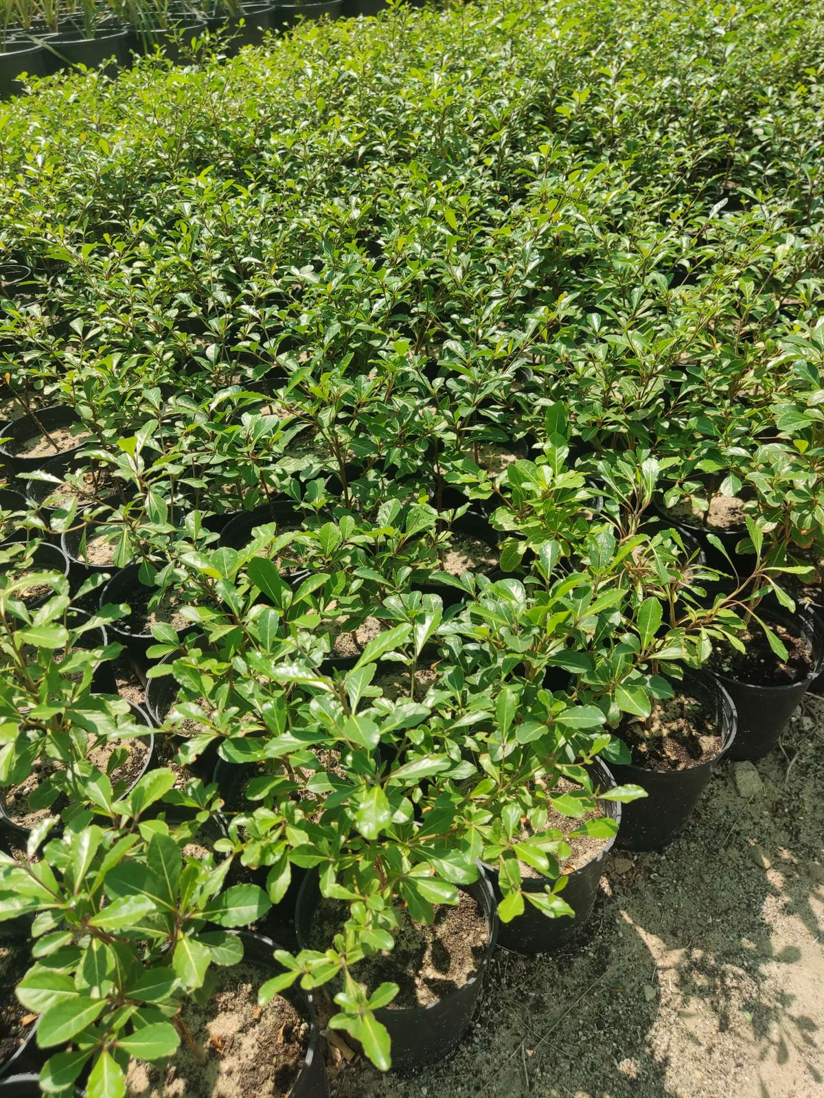 Terminalia mantaly
