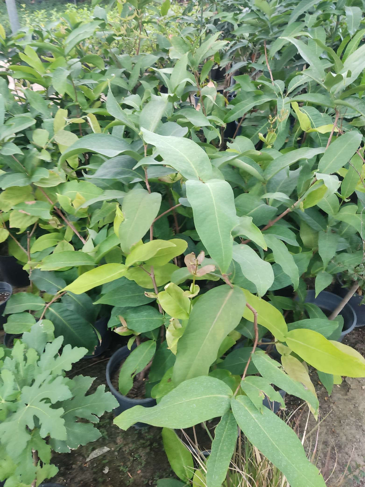 Syzygium jambos