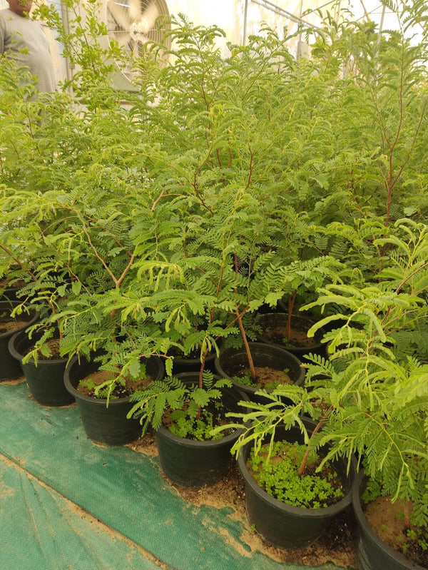 Tamarindus indica