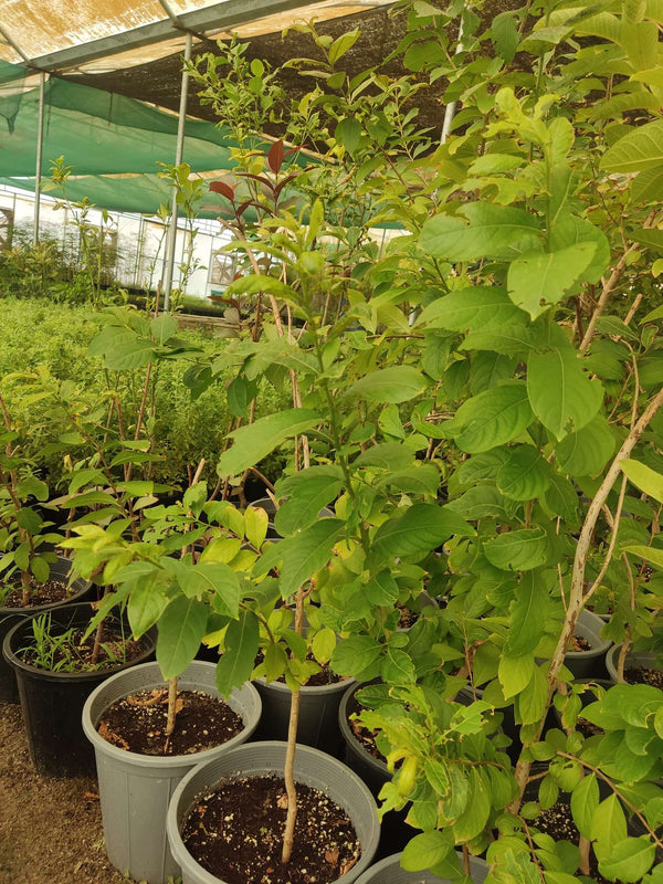 Lagerstroemia indica — Kashmiri