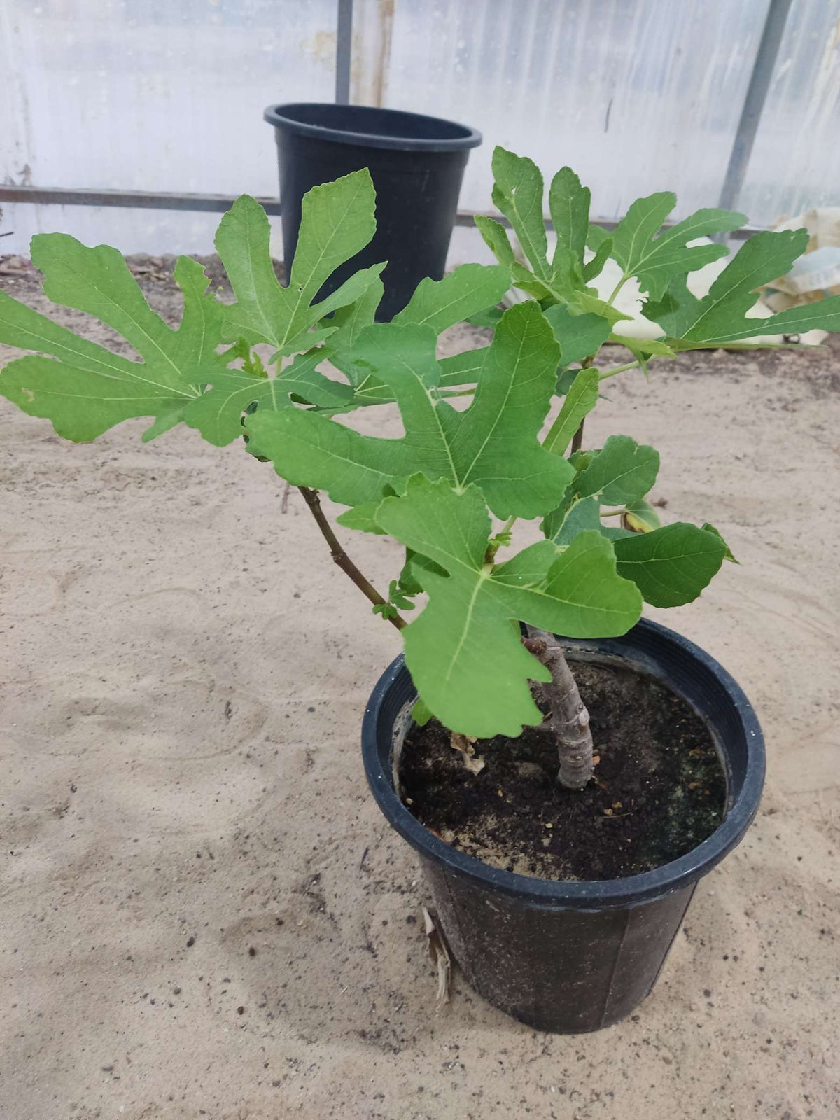 American Tadros Fig