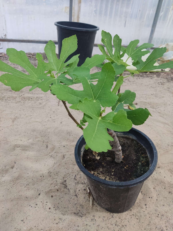 American Tadros Fig