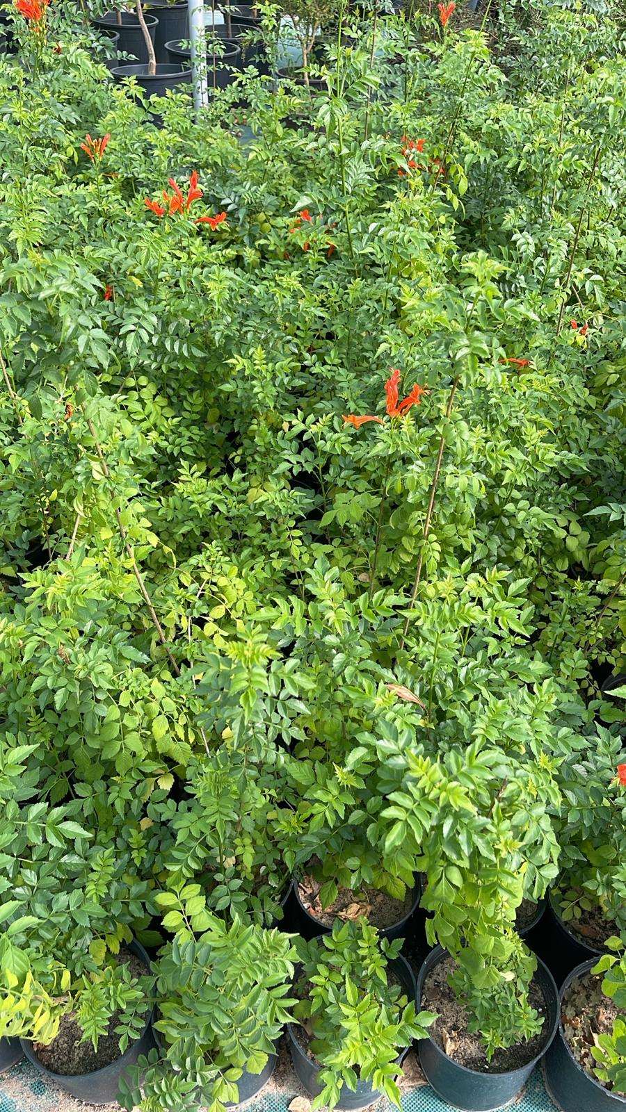 Tecomaria capensis