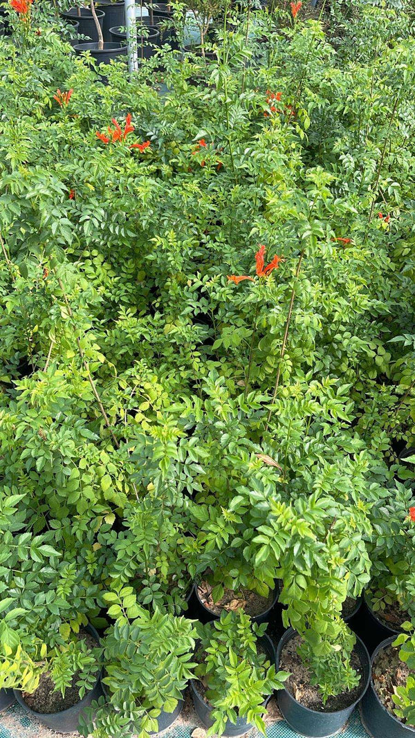 Tecomaria capensis