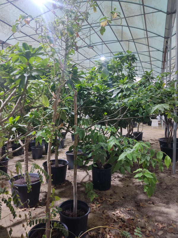 Persea americana (Avocado)