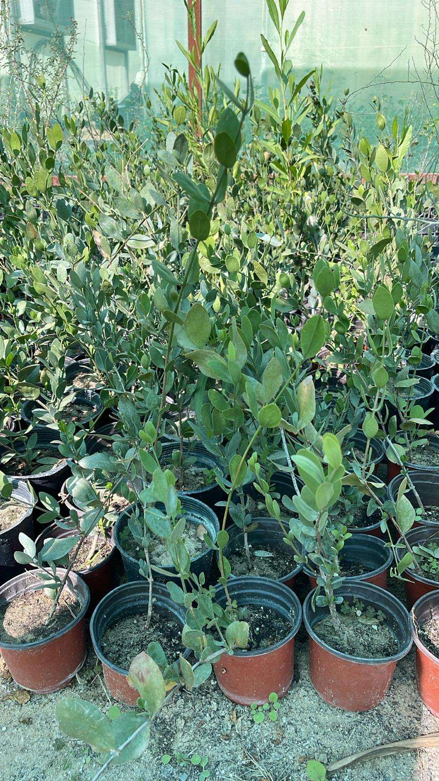 Simmondsia chinensis