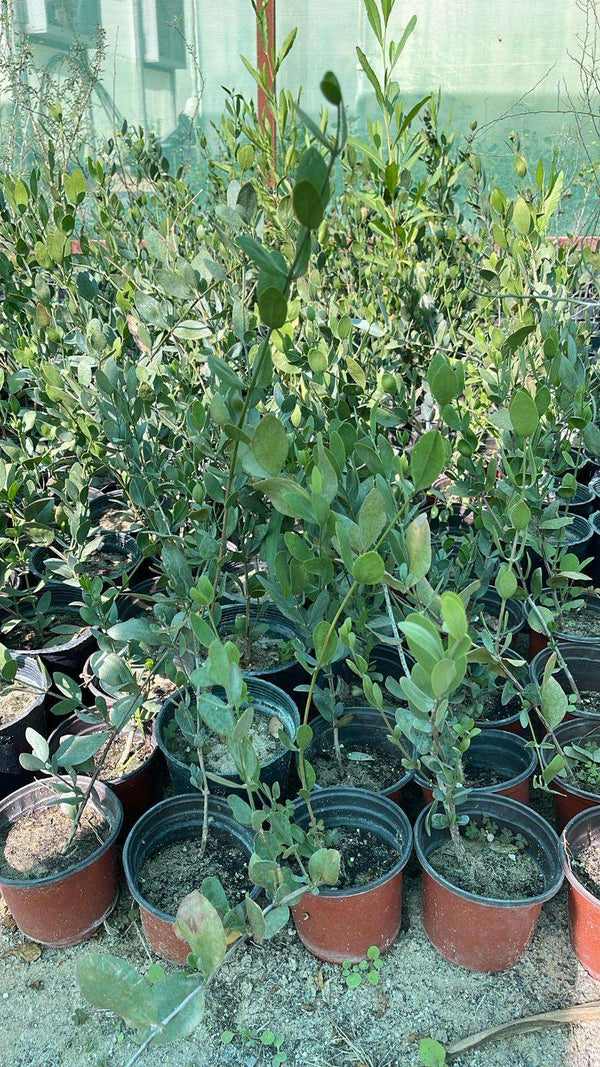 Simmondsia chinensis