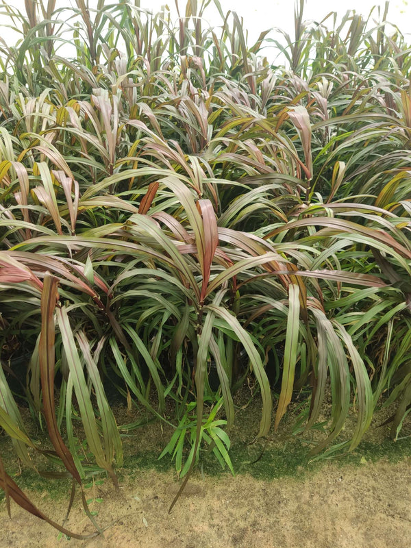 Pennisetum alopecuroides — Black