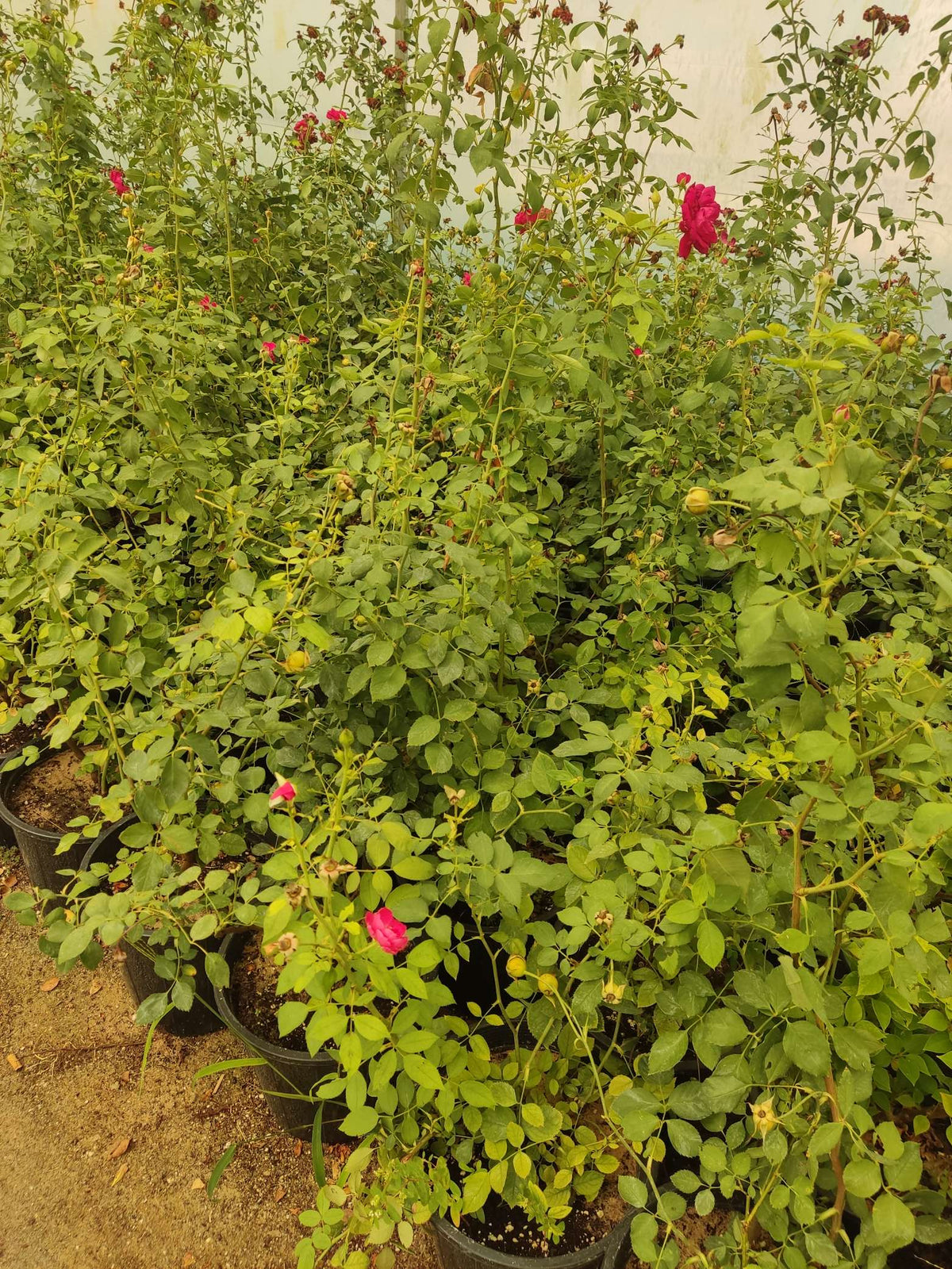 Rosa damascena