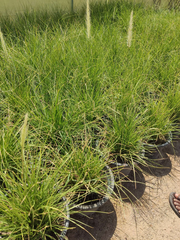 Pennisetum setaceum — Green