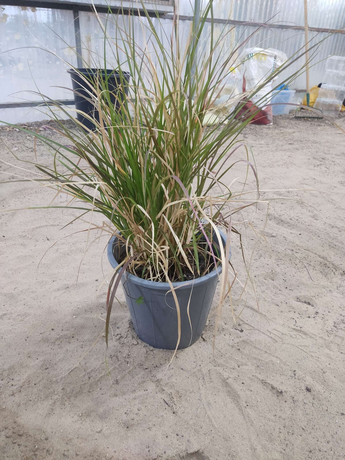 Pennisetum setaceum — Red