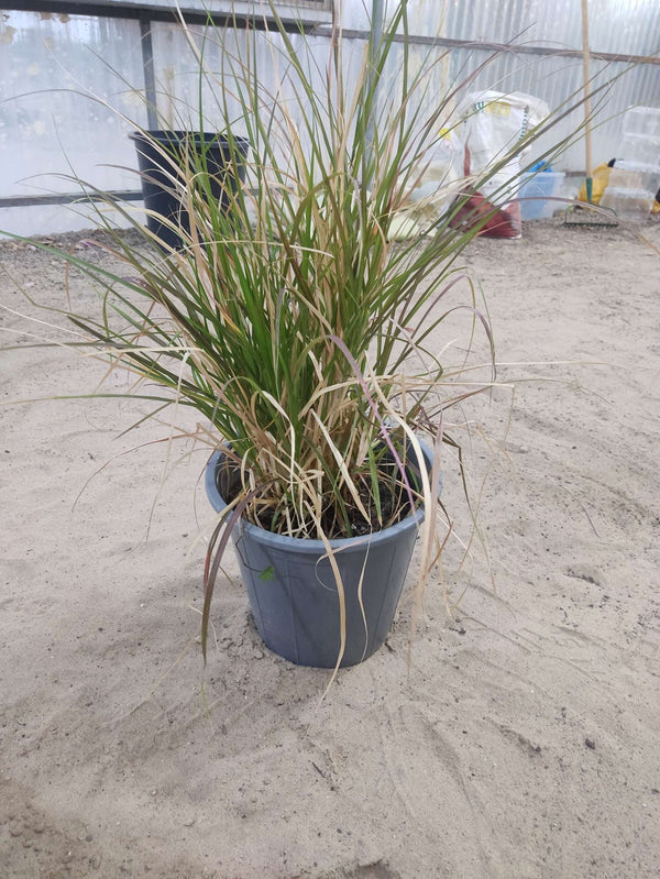 Pennisetum setaceum — Red