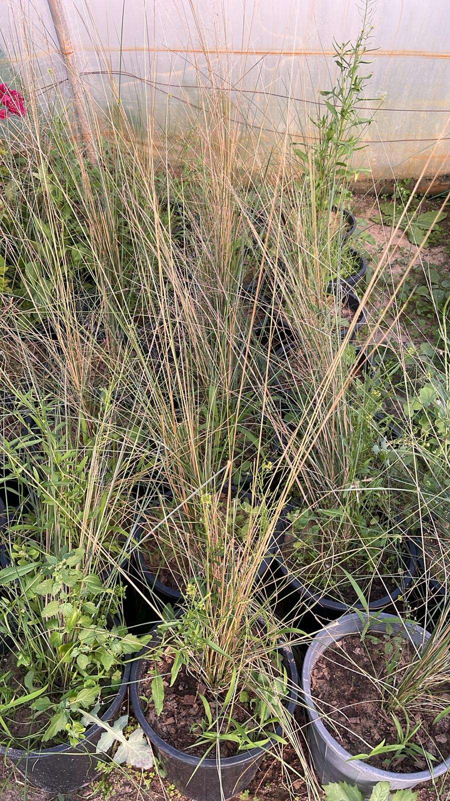 Pennisetum setaceum — Pink