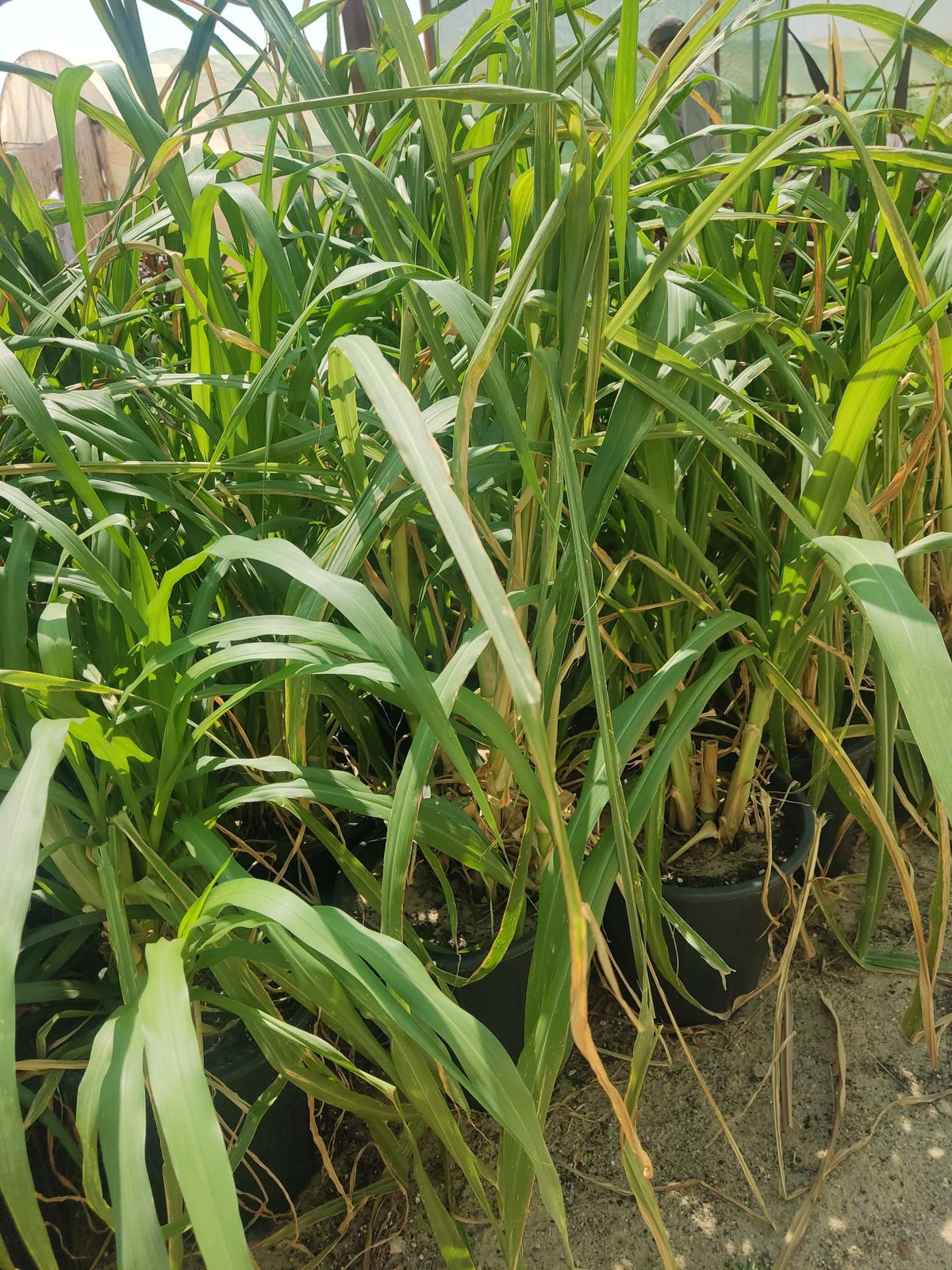 Pennisetum setaceum — Bengali