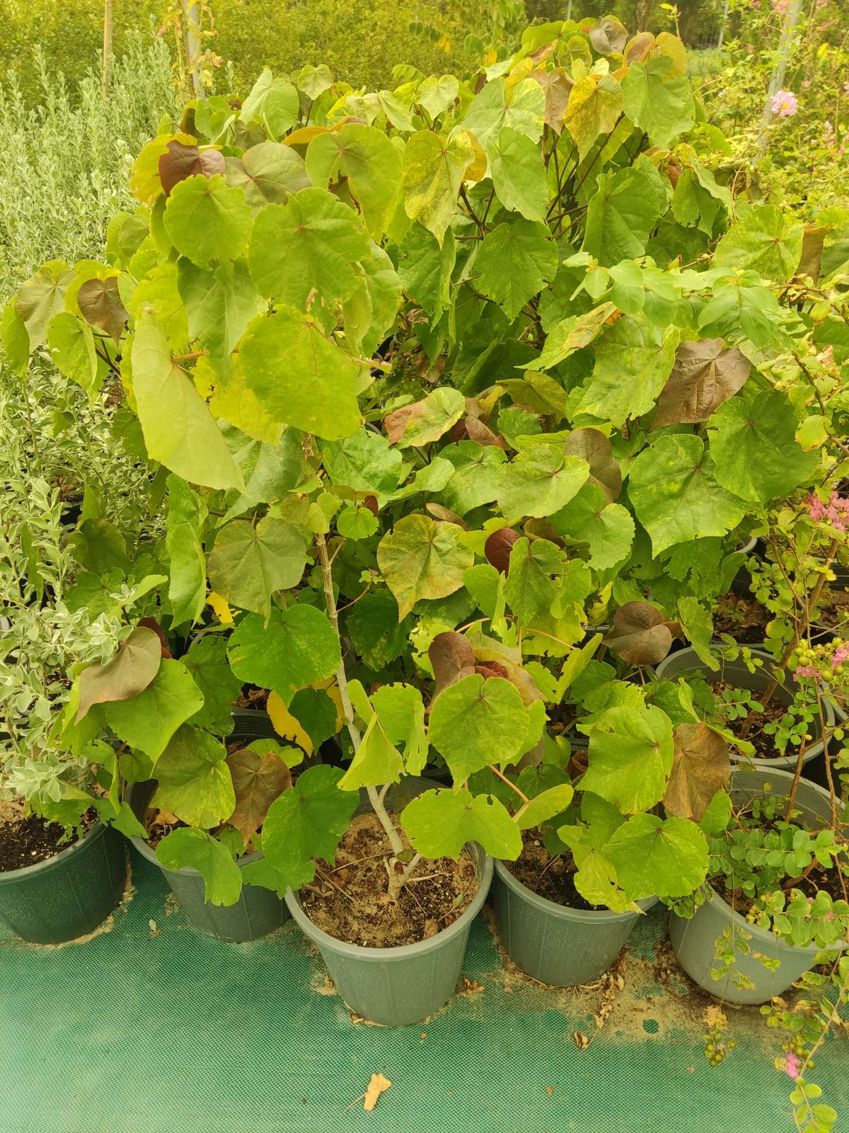 Hibiscus tiliaceus