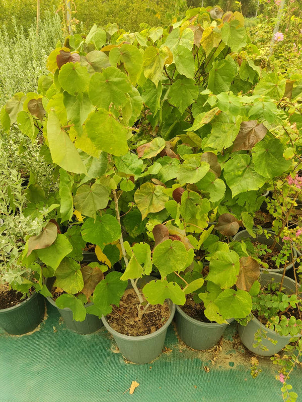 Hibiscus tiliaceus